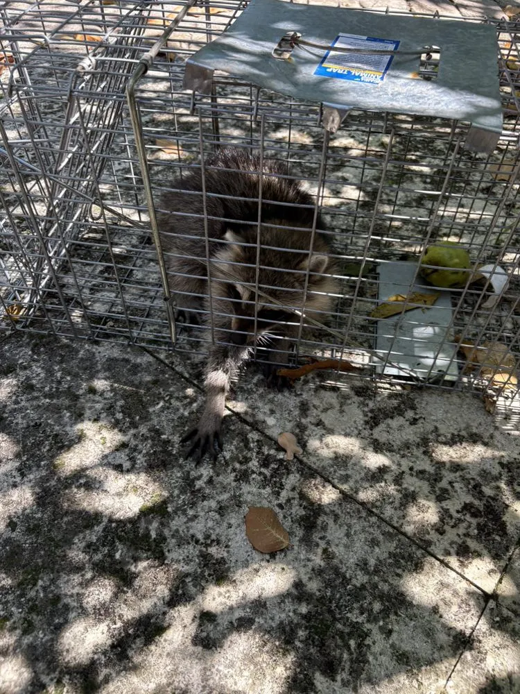 Trusted yard cleanup service experts serving Boca Raton, FL - SureShot Pest Solutions