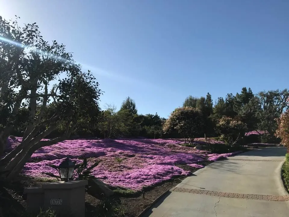 Affordable lawn mowing service experts serving Alta Loma, CA - Surf and Turf Landscapes