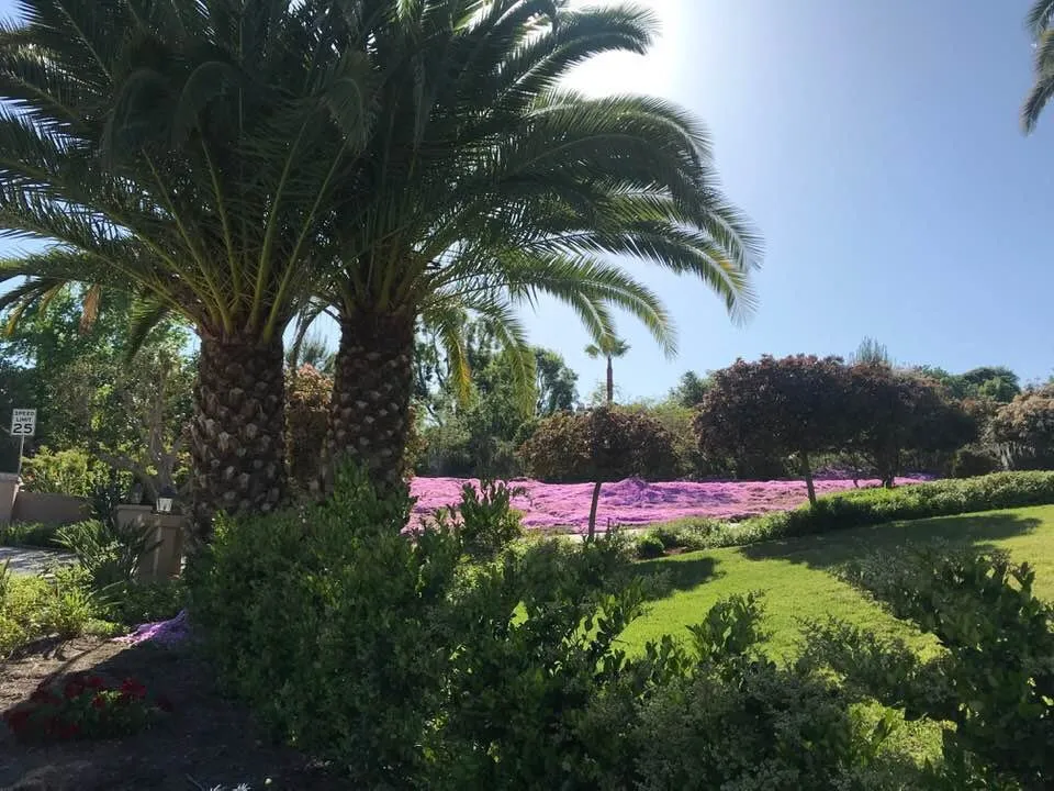 Professional yard cleanup service in Alta Loma, CA by Surf and Turf Landscapes