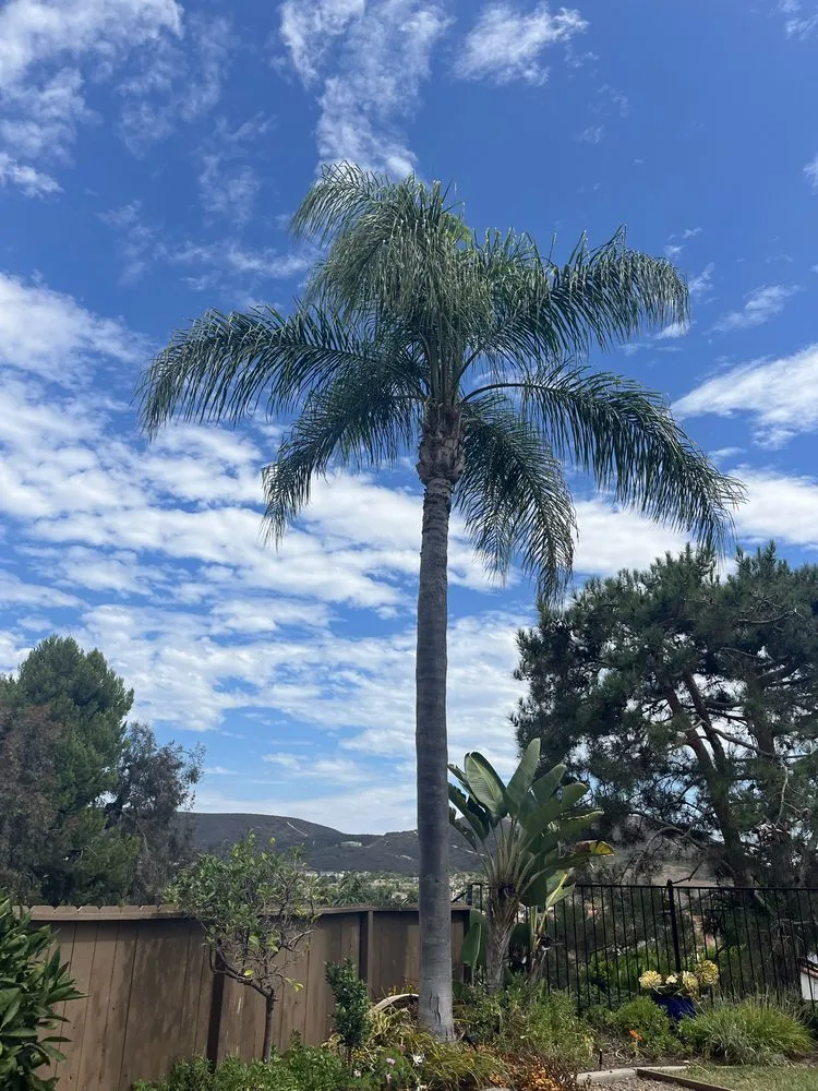 Custom yard cleanup service for homes in Escondido, CA by Surf and Turf Landscaping