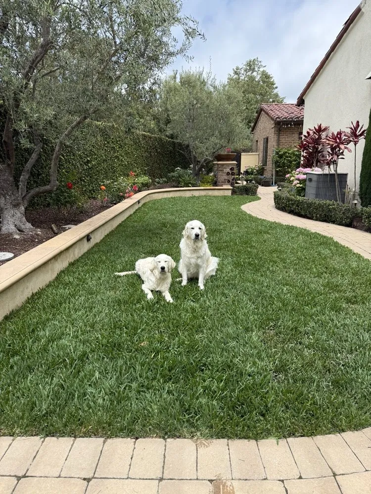 Professional garden landscaping for year-round maintenance in Costa Mesa, CA by Surf N Turf Landscape