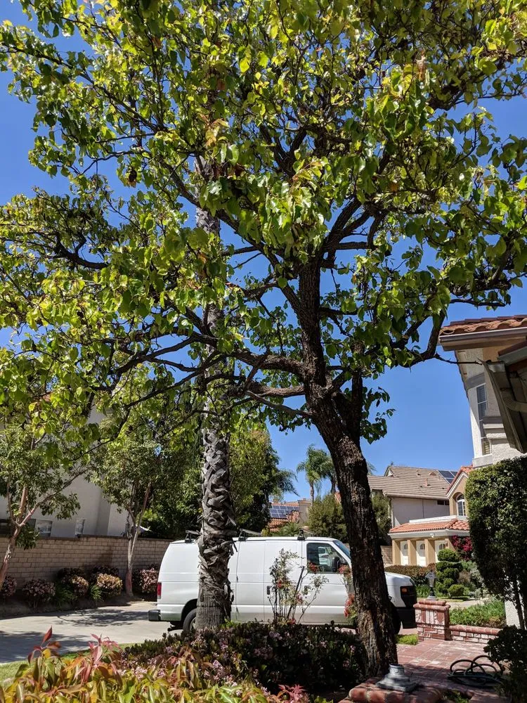 Affordable residential landscaping for residential properties in Costa Mesa, CA by Surf N Turf Landscape