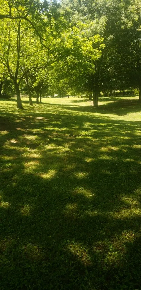 Custom yard cleanup service in Albertville, AL - Surf-N-Turf Lawn Pros