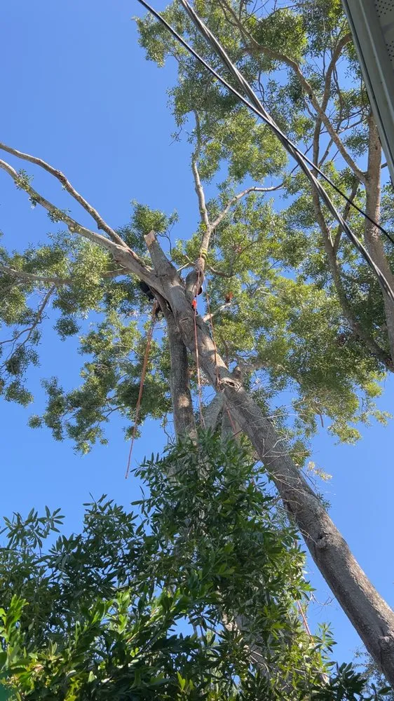 Expert garden landscaping experts serving Cape Coral, FL - Surf N' Turf Property Services