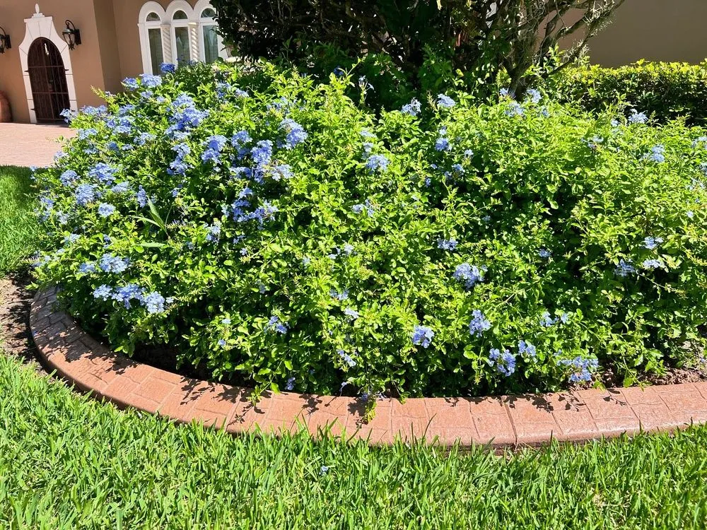 Affordable landscaping services for homes across Cape Coral, FL - Surface Pro Concrete Solutions