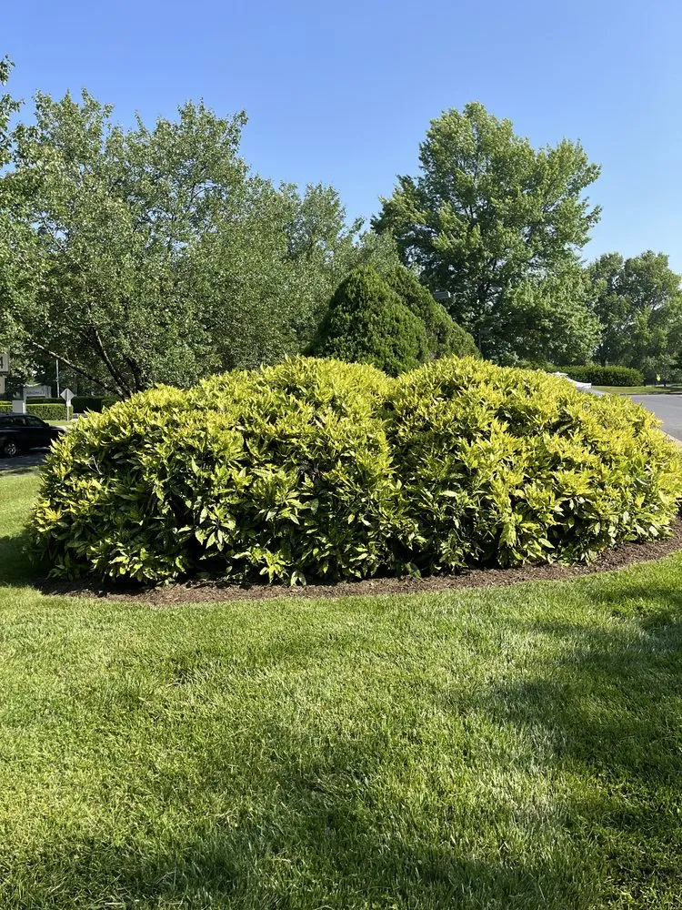 Trusted lawn mowing service experts serving Fairfax, VA - Surgescaping