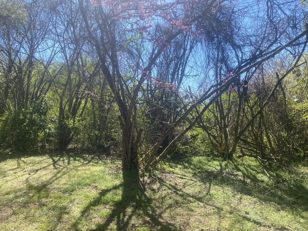 Local yard cleanup service in Rich Square, NC by Surgical Detailing