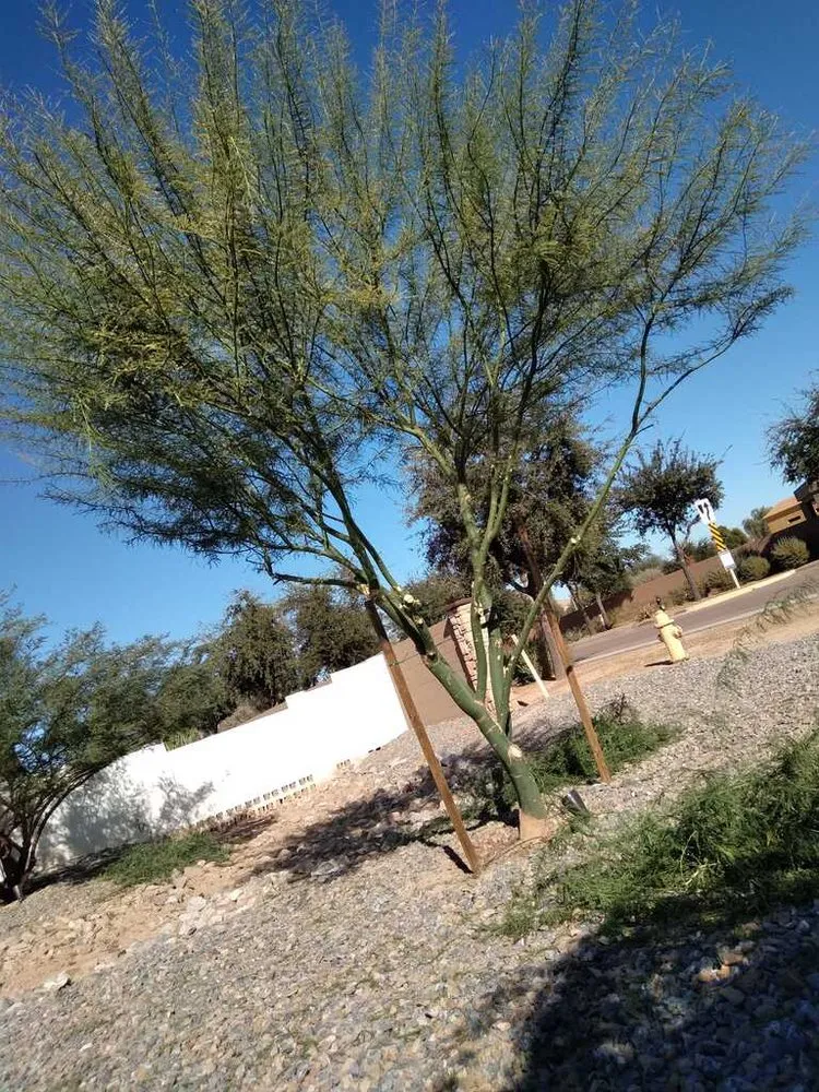 Custom residential landscaping in Surprise, AZ by Surprise Landscaping