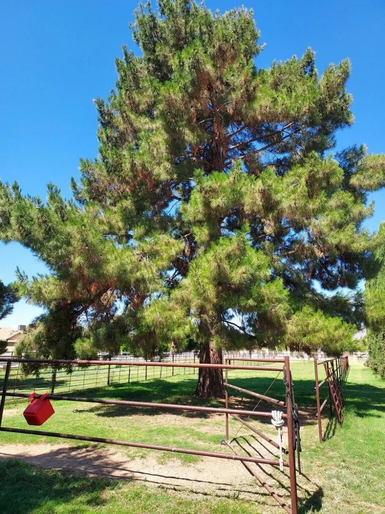 Top-rated landscape installation near you across Surprise, AZ - Surprise Landscaping