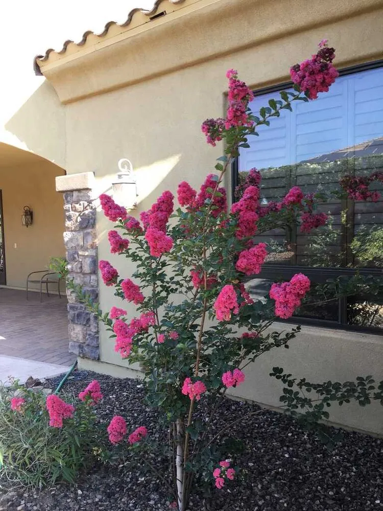 Top-rated yard maintenance in Surprise, AZ - Surprise Landscaping
