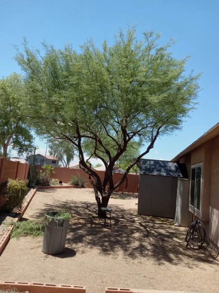 Trusted landscaping services in Surprise, AZ by Surprise Landscaping