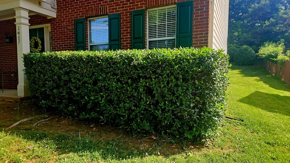 Affordable landscaping services for year-round maintenance across Gibsonville, NC - Surprisingodyssey