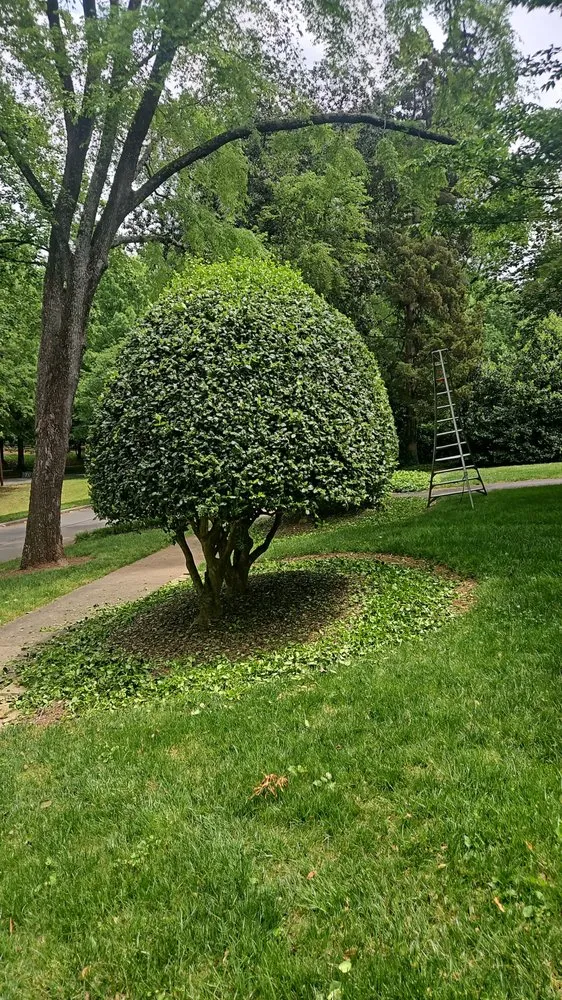 Reliable yard cleanup service for beautiful yards across Gibsonville, NC - Surprisingodyssey