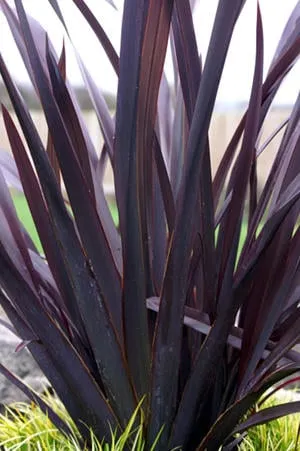 Local landscape installation in Santa Rosa, CA - Susie Dowd-Markarian Landscape Design