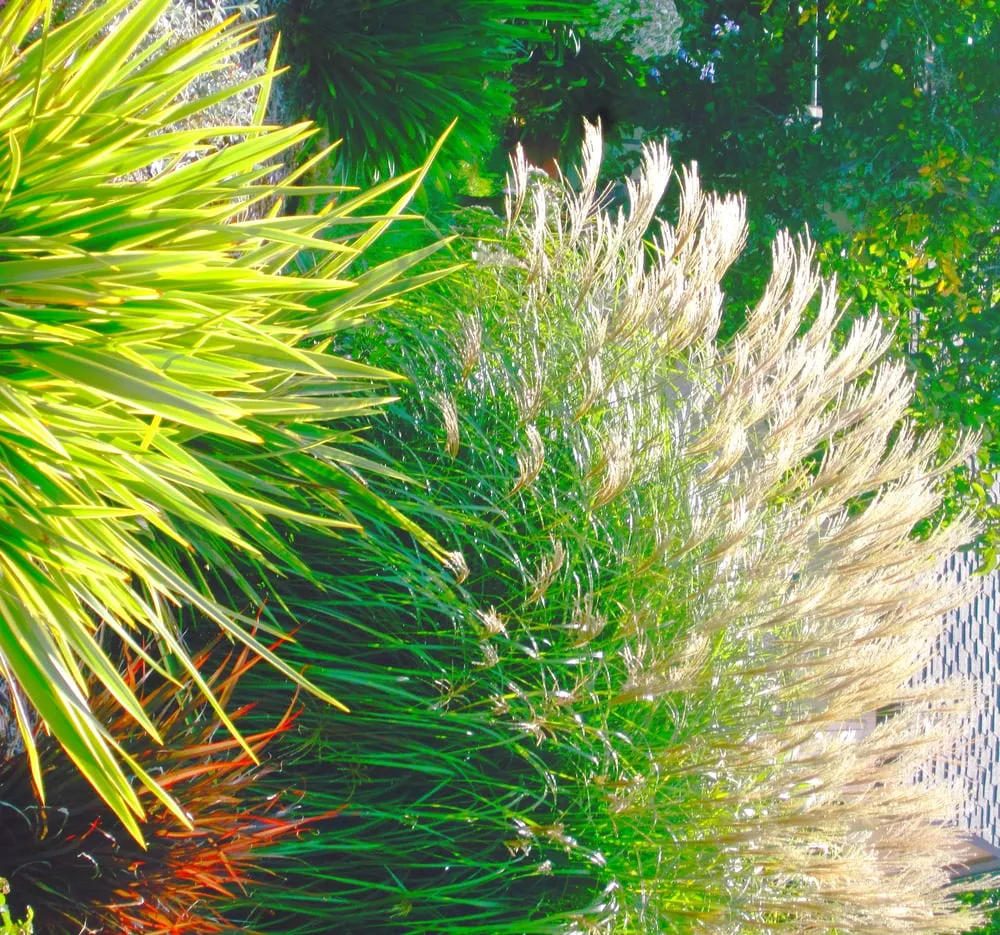 Custom yard cleanup service in Santa Rosa, CA - Susie Dowd-Markarian Landscape Design