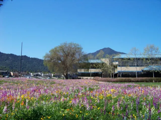 Expert outdoor landscaping in Santa Rosa, CA - Susie Dowd-Markarian Landscape Design