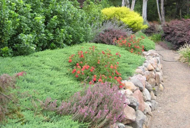 Top-rated outdoor landscaping for residential properties across Santa Rosa, CA - Susie Dowd-Markarian Landscape Design