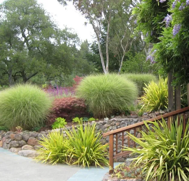 Expert landscaping services in Santa Rosa, CA by Susie Dowd-Markarian Landscape Design