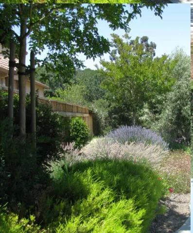 Affordable yard cleanup service for beautiful yards across Santa Rosa, CA - Susie Dowd-Markarian Landscape Design