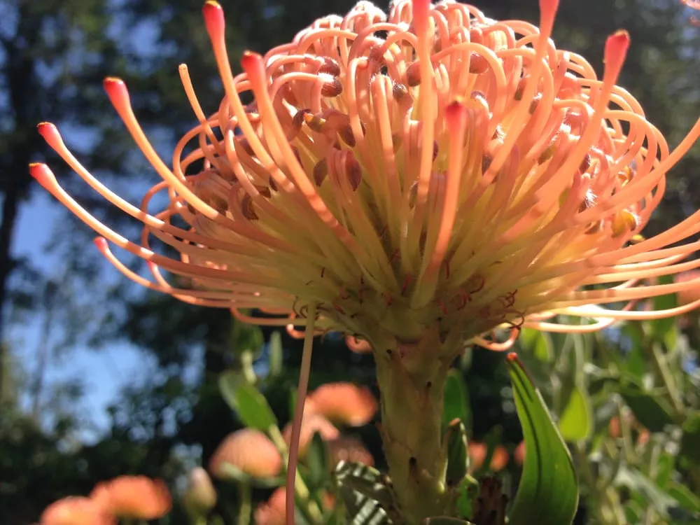 Affordable residential landscaping experts serving Santa Rosa, CA - Susie Dowd-Markarian Landscape Design