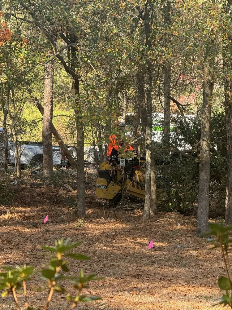 Custom landscaping services for outdoor upgrades in Bridgeville, DE by Sussex Tree