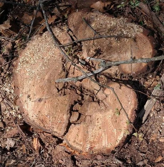 Professional landscaping services for year-round maintenance in Bridgeville, DE by Sussex Tree