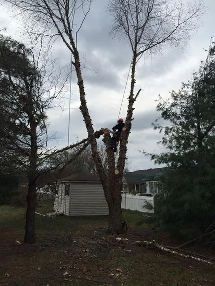 Top-rated yard cleanup service for residential properties across Bridgeville, DE - Sussex Tree