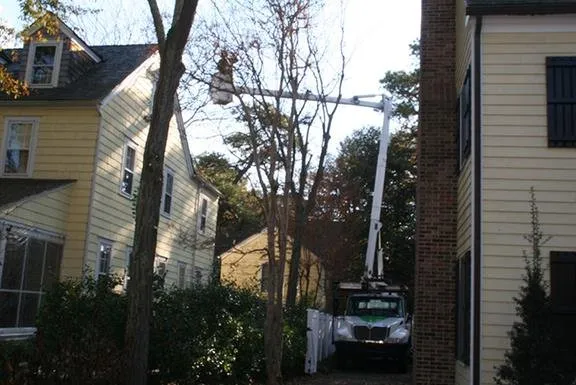 Local landscape design experts serving Bridgeville, DE - Sussex Tree