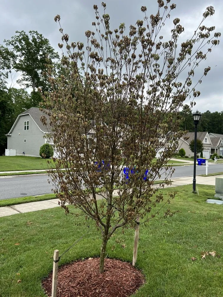 Expert lawn mowing service in Bridgeville, DE by Sussex Tree