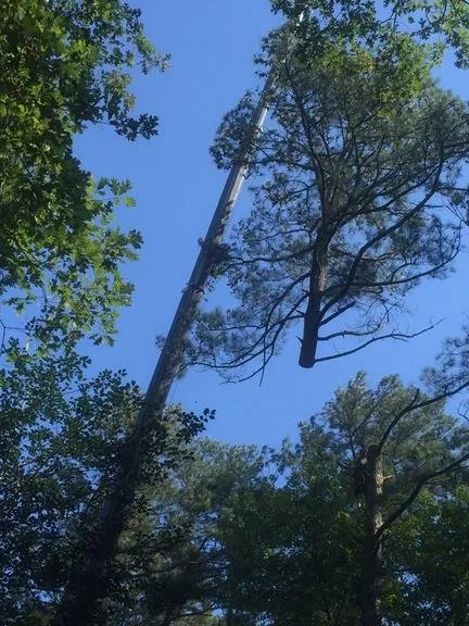 Custom landscape installation for residential properties in Bridgeville, DE by Sussex Tree