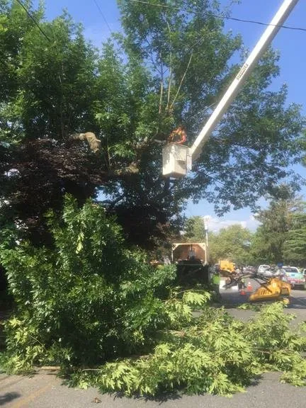 Local landscaping services experts serving Bridgeville, DE - Sussex Tree