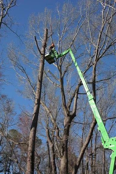Reliable lawn care service for outdoor upgrades across Bridgeville, DE - Sussex Tree