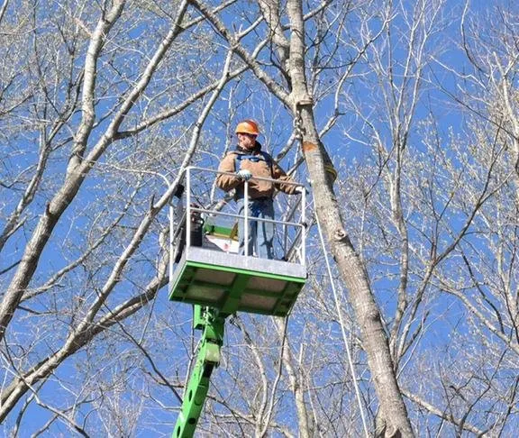 Professional landscape design for homes across Bridgeville, DE - Sussex Tree