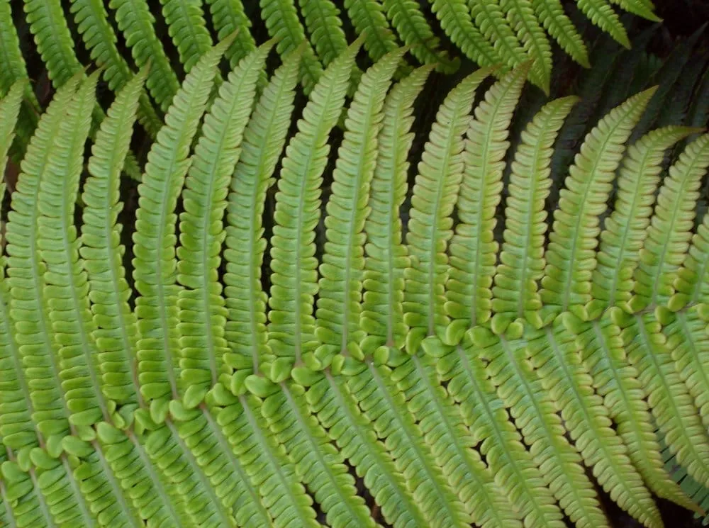 Professional yard cleanup service for residential properties in Takoma Park, MD by Sustain Landscape Design