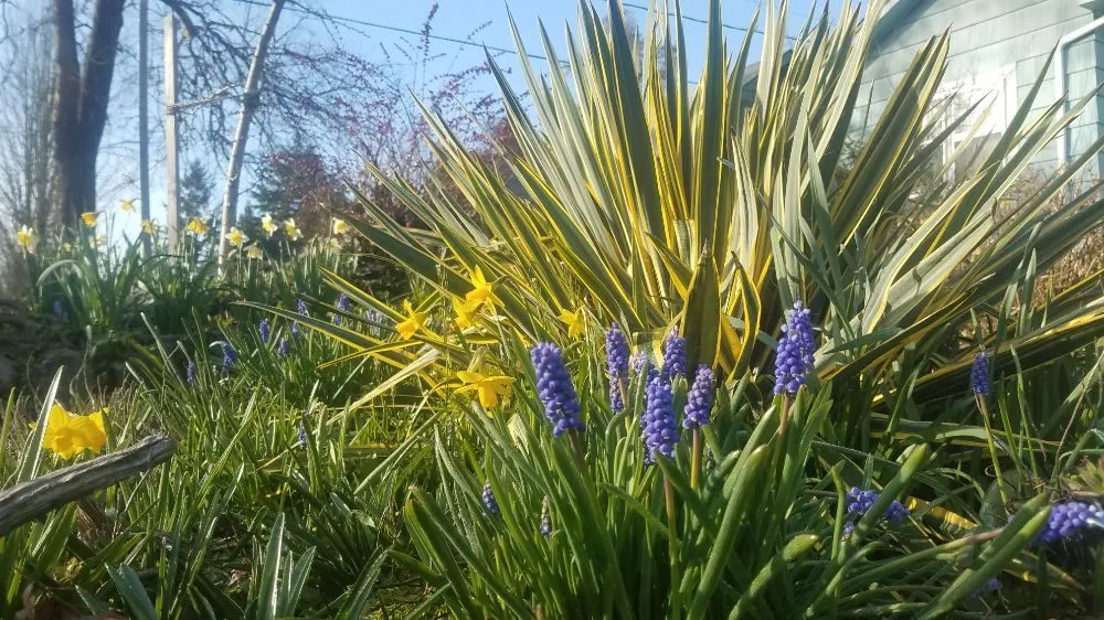 Professional yard cleanup service in Eugene, OR by Sustain O Scapes