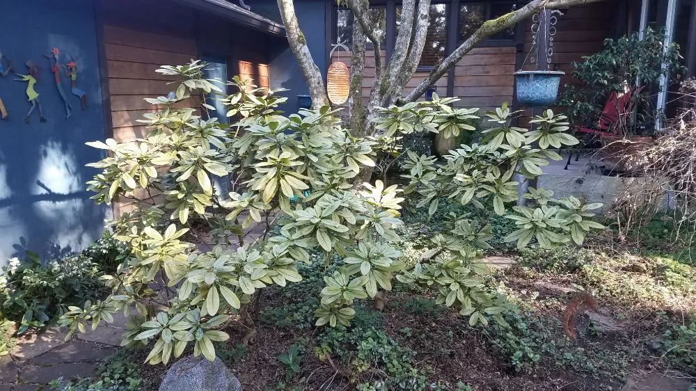 Custom residential landscaping experts serving Eugene, OR - Sustain O Scapes