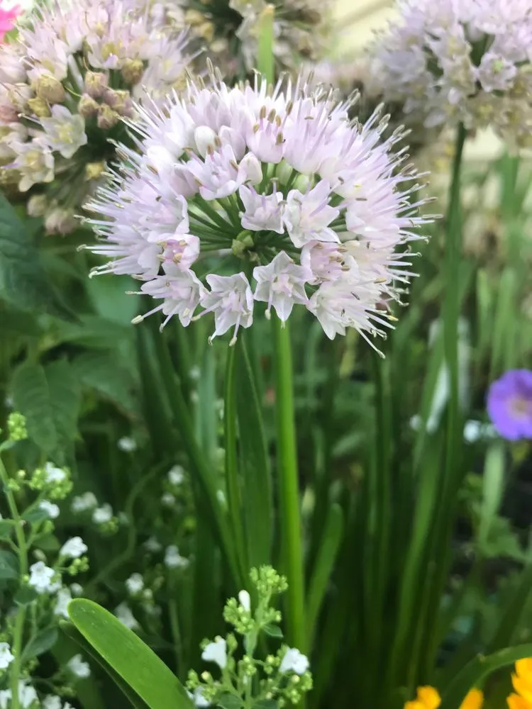 Custom lawn care service for year-round maintenance in Rhinelander, WI by Sustainable Creations