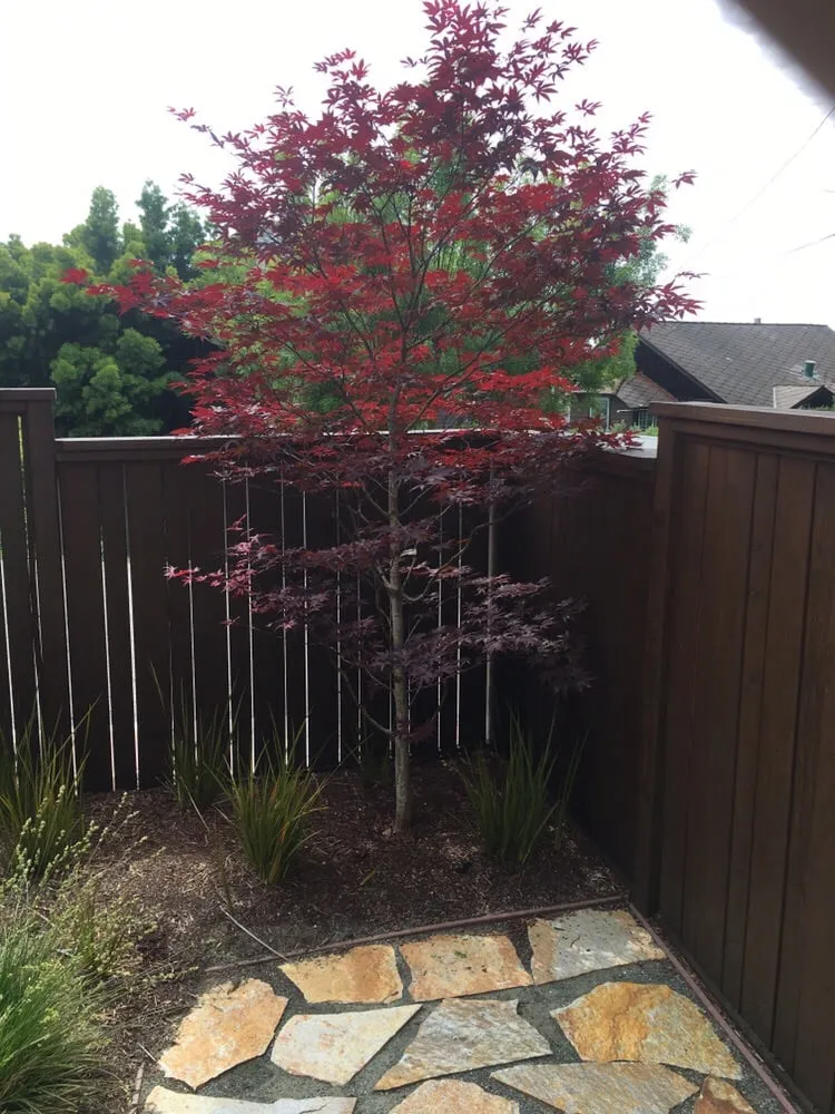 Top-rated yard cleanup service for outdoor upgrades in El Cerrito, CA by Sustainable Gardens