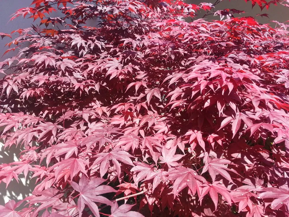 Professional outdoor landscaping in Pleasant Hill, CA - Sustainable Landscape & Gardening