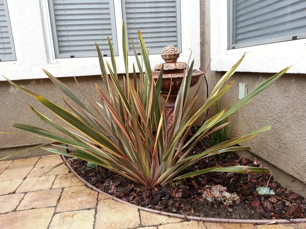 Top-rated yard cleanup service for homes across Pleasant Hill, CA - Sustainable Landscape & Gardening