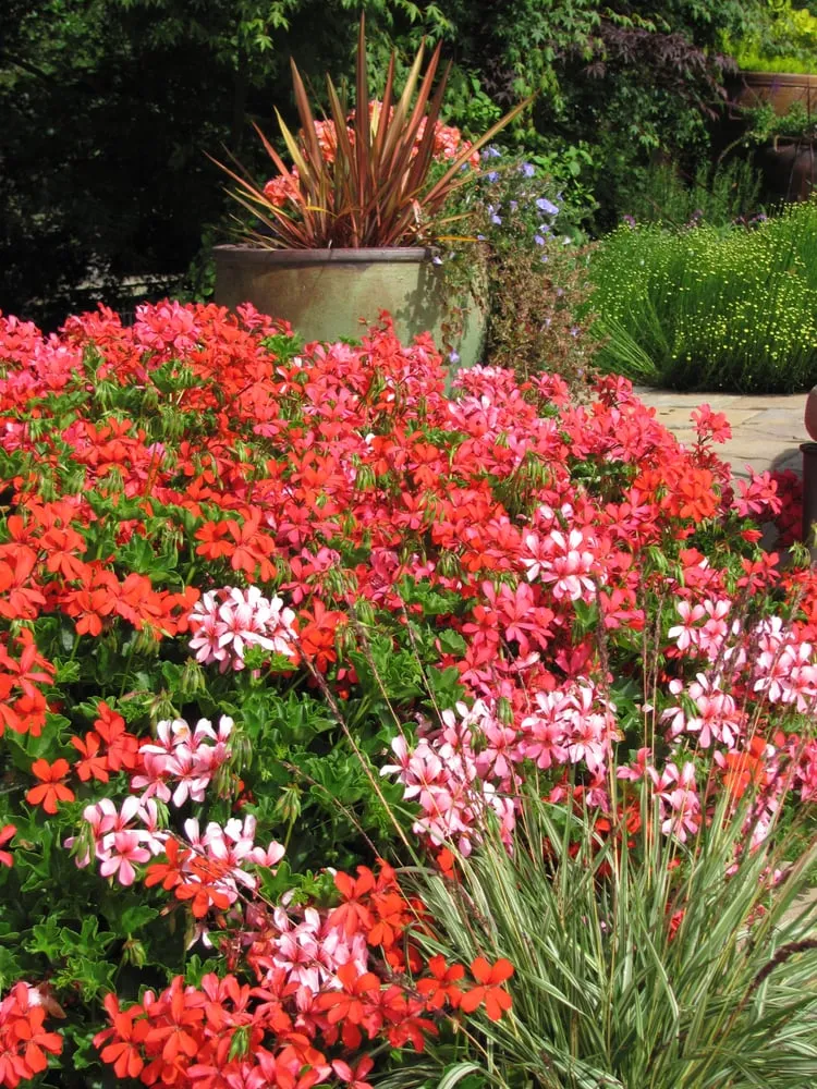 Local yard maintenance for residential properties in Capitola, CA by Sutherland Design - Landscape Design