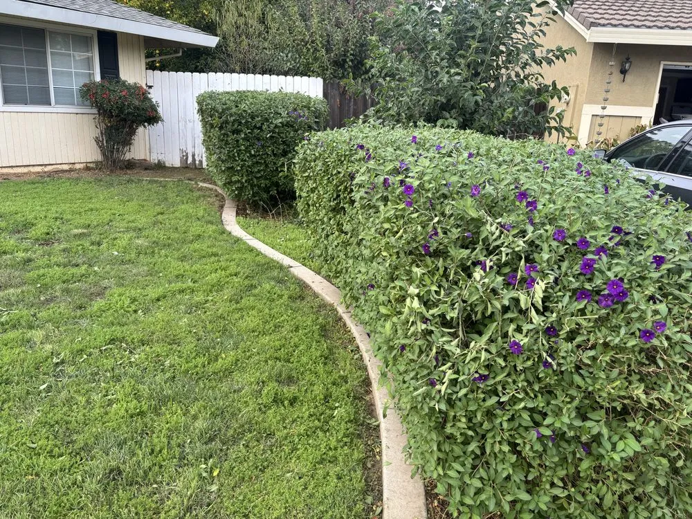 Custom yard cleanup service for beautiful yards in Yuba City, CA by Sutter Valley Lawn Service