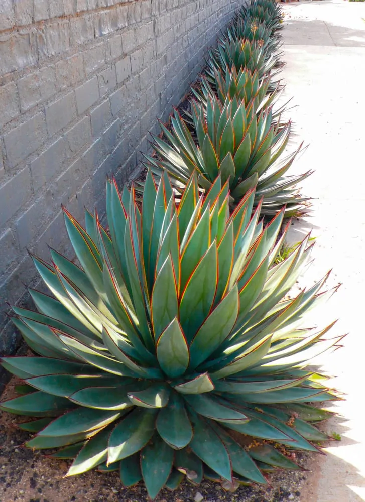 Custom landscaping services in Santa Monica, CA - SVA Home and Garden