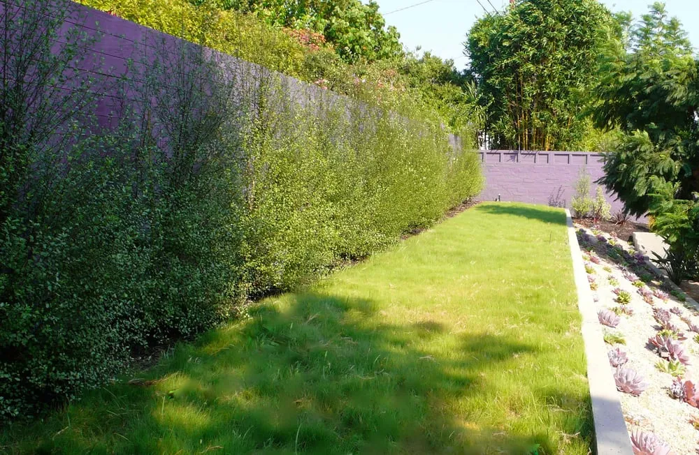 Reliable residential landscaping for residential properties in Santa Monica, CA by SVA Home and Garden