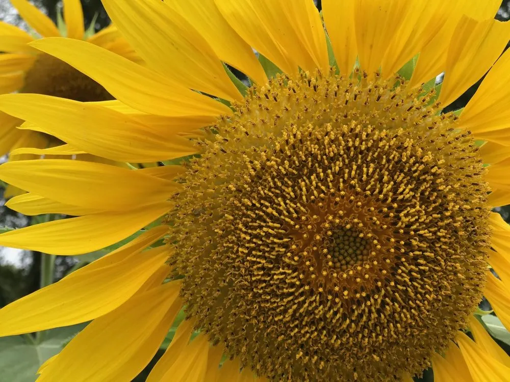 Affordable yard cleanup service experts serving Ridgefield, CT - Svendsen & Keller