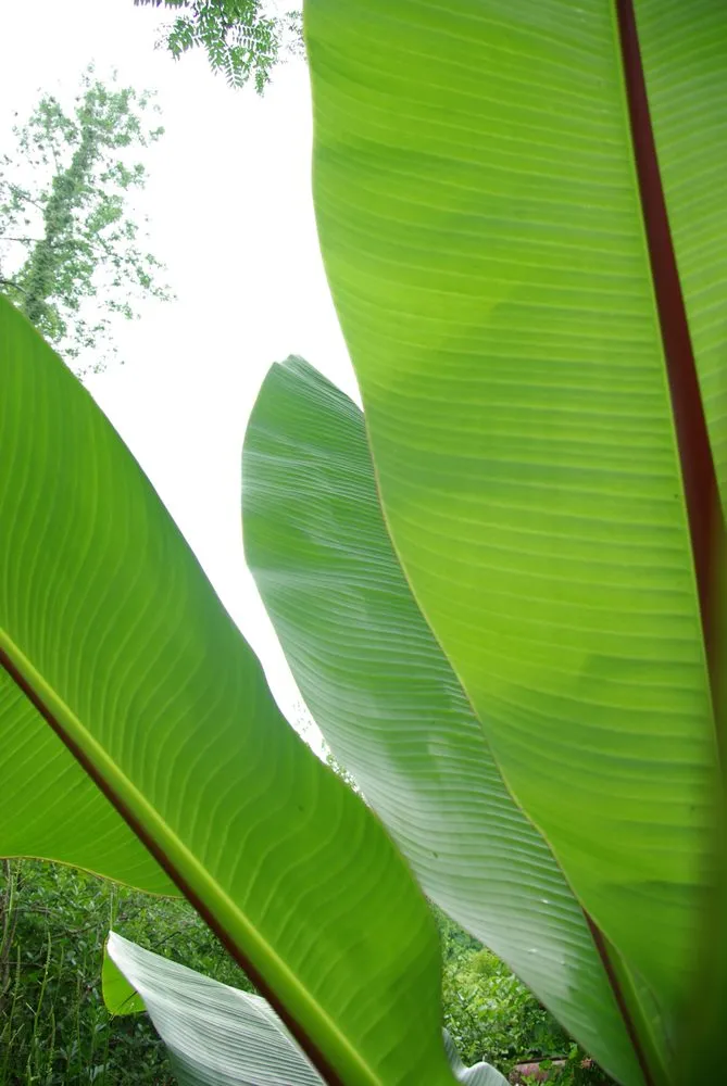 Trusted lawn mowing service experts serving Ridgefield, CT - Svendsen & Keller