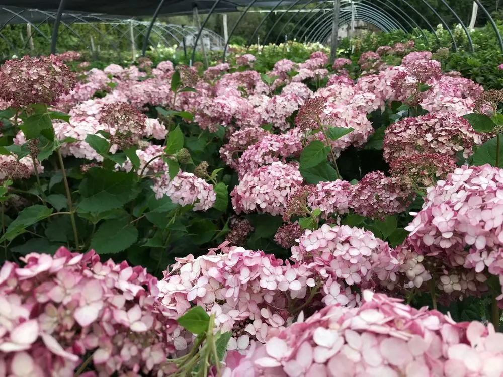 Top-rated outdoor landscaping in Ridgefield, CT by Svendsen & Keller