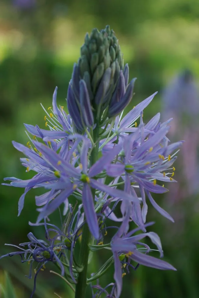 Custom residential landscaping for beautiful yards in Ridgefield, CT by Svendsen & Keller