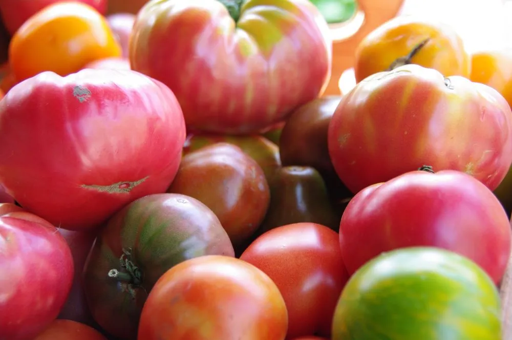 Expert landscape installation for beautiful yards across Ridgefield, CT - Svendsen & Keller