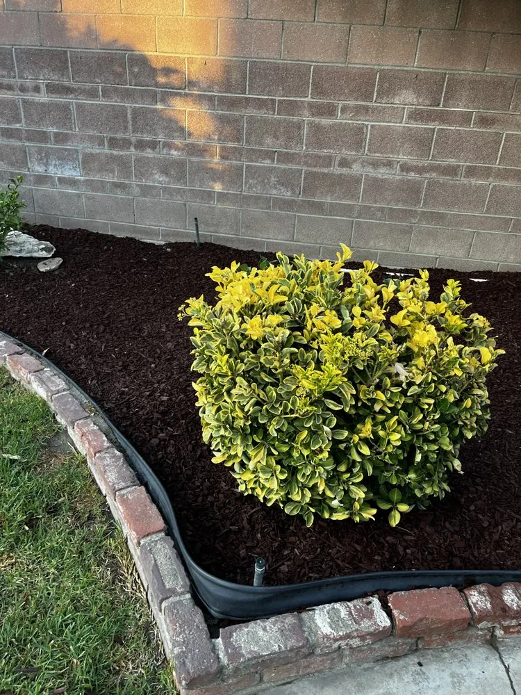 Professional yard cleanup service in Anaheim, CA - SVR Landscape